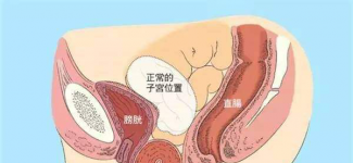 子宫的多样人生，你知道多少？